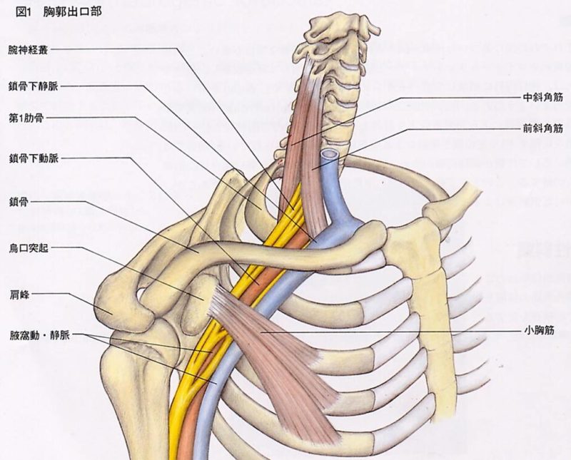 胸郭部の人体構造図